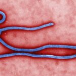 Ebola in Nigeria: NCDC Confirms Case in Abuja, 44 Contacts Being Traced
