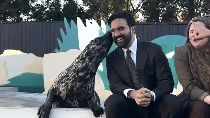 Mayor Zohran Mamdani gets a kiss from Pickles the seal Pickles the harbor seal kisses New York City Mayor Zohran Mamdani at the New York Aquarium